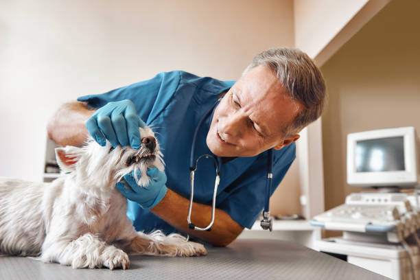 Best Emergency Wisdom Teeth Removal in Northvale, NJ